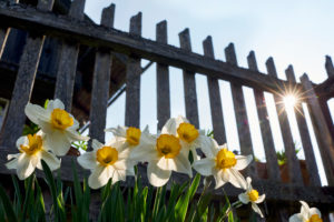 Daffodils in the back light in front of wooden garden fence and farmhouse Daffodils in the back light in front of wooden garden fence and farmhouse